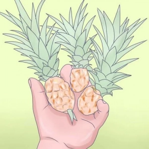 Ananas w doniczce: sadzenie, pielęgnacja, właściwości nawadniające, fot