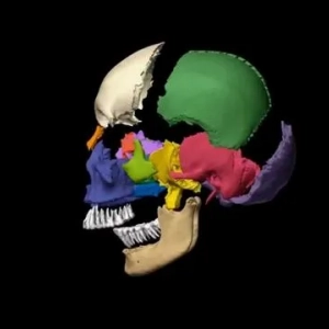 Anatomia człowieka: budowa, nerwy, naczynia krwionośne, mięśnie