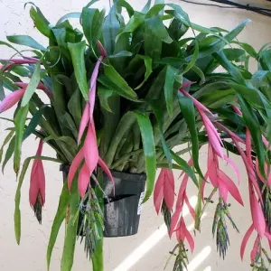 Bilbergia spindrifera: opis ze zdjęciami, warunki hodowli i pielęgnacji