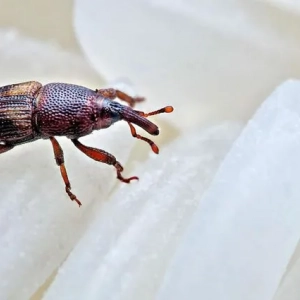 Weevil w mieszkaniu: przyczyny występowania, metody zwalczania, porady i wskazówki