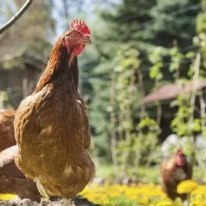 Drób domowy: hodowla i utrzymanie