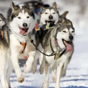 Husky: opinie właścicieli, warunki życia, edukacja, szkolenie