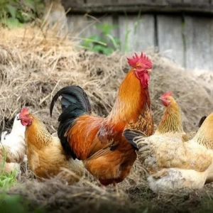 Jak kiełkować pszenicę dla kurcząt - instrukcja krok po kroku, cechy i zalecenia