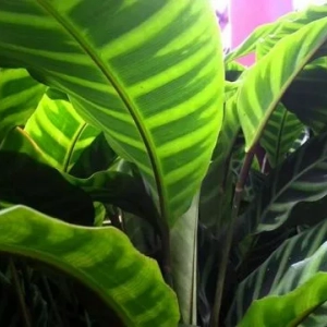 Calathea paskowana: zdjęcie i opis, sadzenie i pielęgnacja w domu