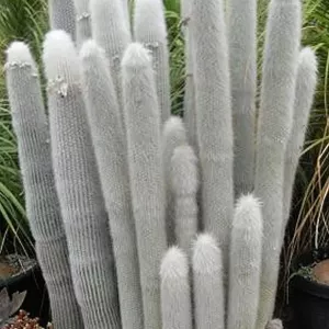 Cleistocactus strauss: opis ze zdjęciami, szczegóły rozmnażania i zalecenia pielęgnacyjne