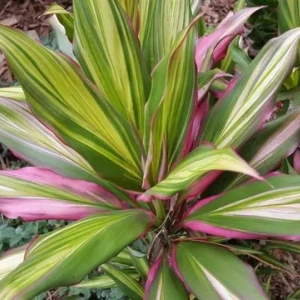 Cordyline fruticosa: opis ze zdjęciami, właściwości, specyfika hodowli i pielęgnacji