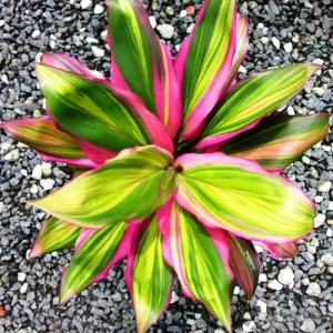 Cordyline kiwi: opis, zdjęcia, cechy uprawne