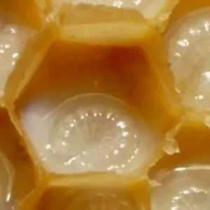 Royal jelly: czym jest, jego dobroczynne właściwości, jak go stosować?