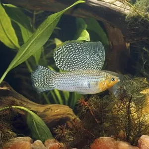 Mollinsia velifera: opis, zdjęcia, zawartość i pielęgnacja