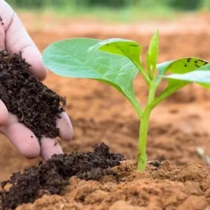 Materia organiczna gleby: opis i wpływ na żyzność