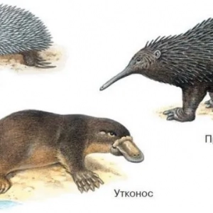 Podstawy systematyki ssaków
