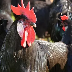 Rasa kurcząt barbezier: opis, charakterystyka i zdjęcia
