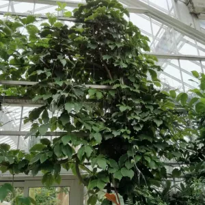 Tetrastigma vuanye (winorośl domowa): opis, zasady pielęgnacji w domu