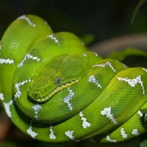 Boa constrictor: zdjęcie i opis, siedlisko